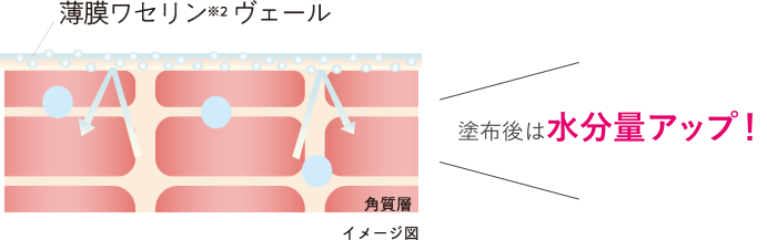 薄膜ワセリンヴェール 塗布後は水分量アップ！